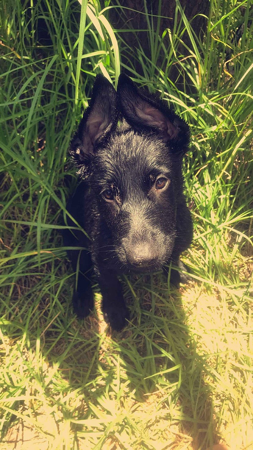 Moonshine joined the competition — help win amazing prizes! boar, canidae, carnivore, companion_dog, dog, dog_breed, fawn, fur, grass, grass_family, grassland, groundcover, hierochloe, plant, snout, soil, sporting_group, suidae, terrestrial_animal, working_animal