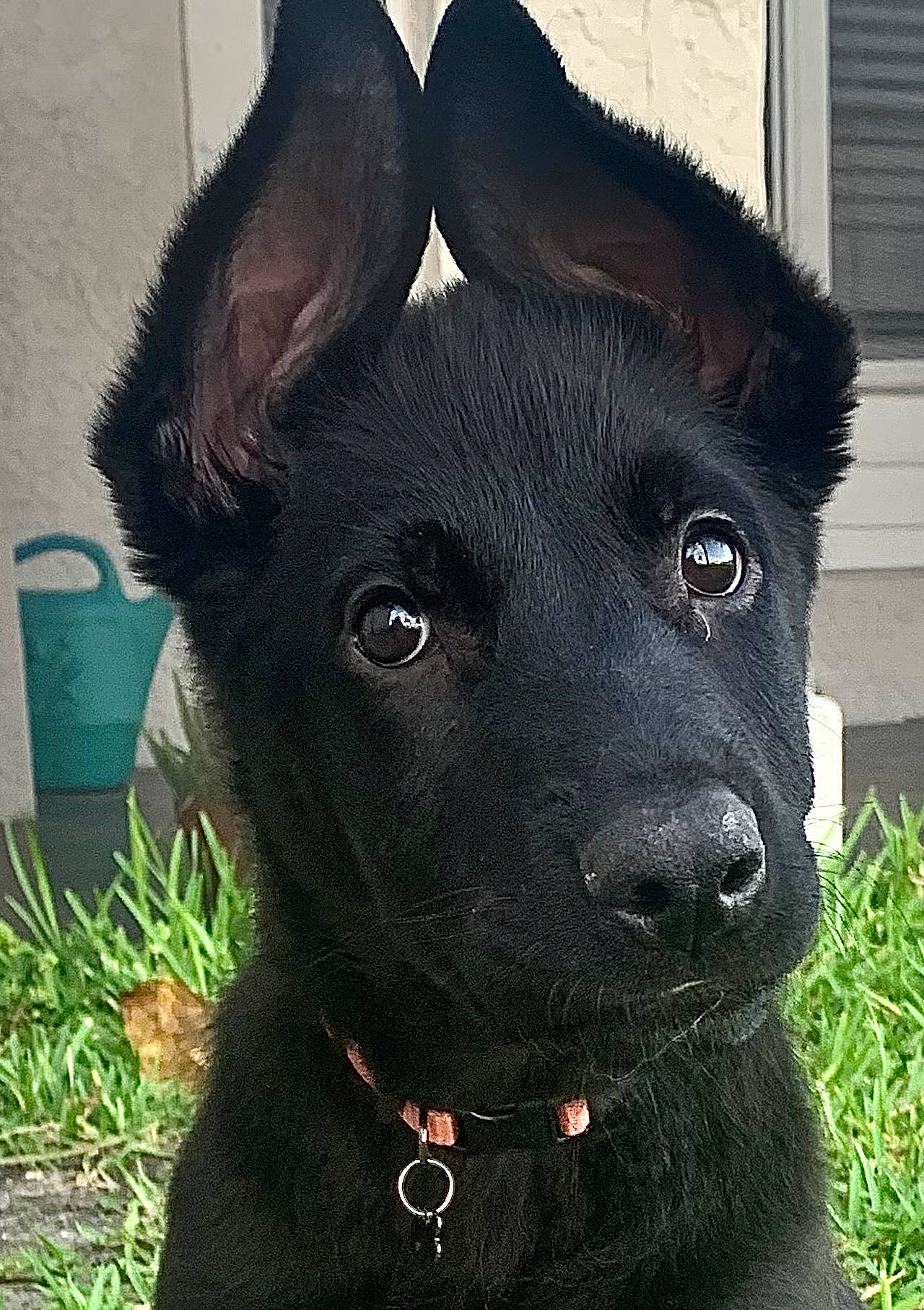 Moonshine is registered to the contest to win money with this photo: borador, canidae, carnivore, collar, companion_dog, dog, dog_breed, dog_collar, ear, fawn, fur, grass, liver, pet_supply, plant, snout, sporting_group, terrestrial_animal, whiskers, working_animal