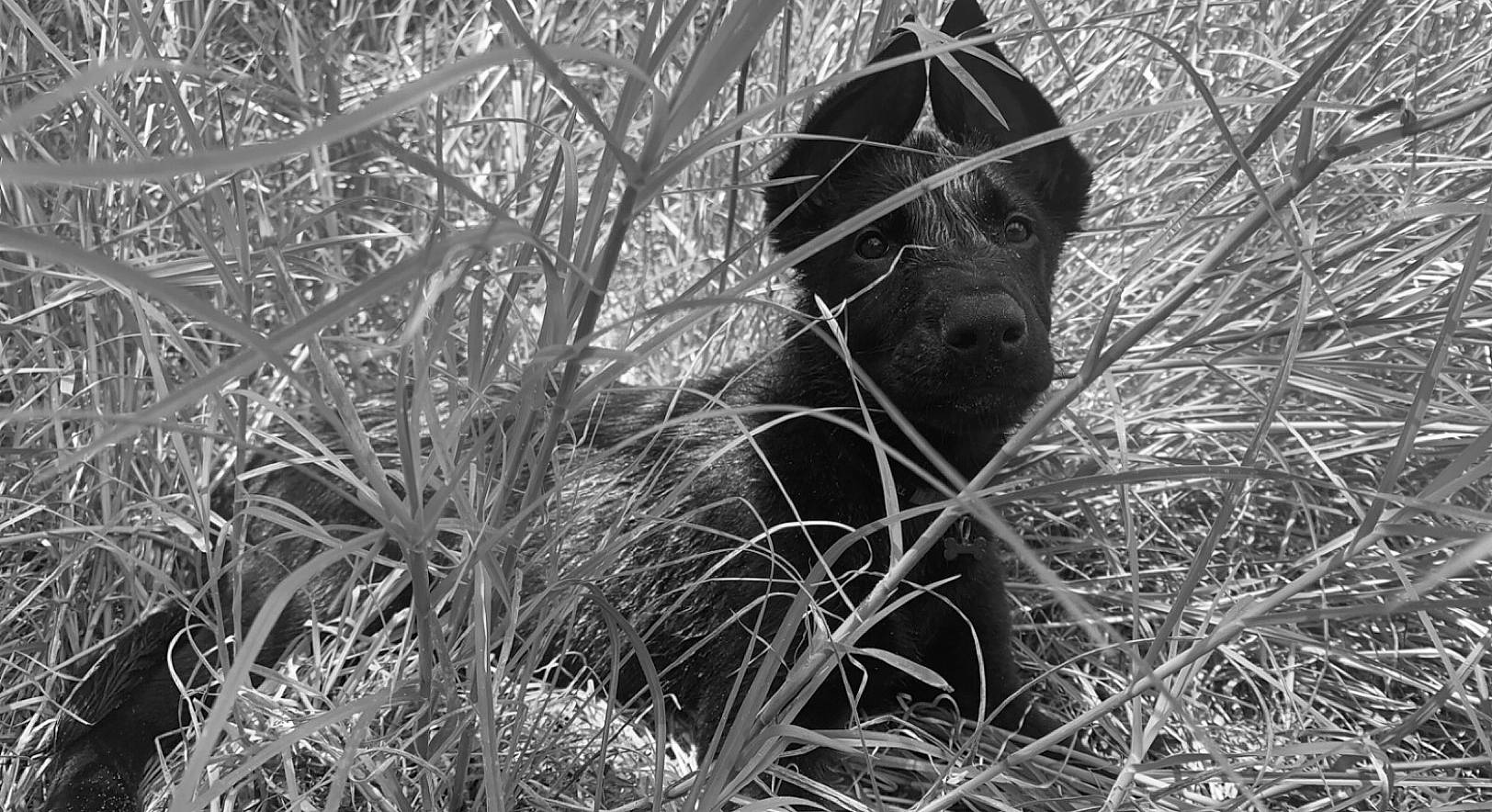 Moonshine joined the competition — help win amazing prizes! art, beard, black_and_white, cap, eye, facial_hair, grass, grass_family, hat, jaw, monochrome, monochrome_photography, people_in_nature, personal_protective_equipment, plant, sculpture, snout, terrestrial_animal, tree, wood