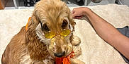 Yuki participe au concours pour gagner de l'argent avec cette photo : animal, casual, comfort, companion, cozy, cute, decor, dog, furniture, golden_retriever, home, indoor, lap, orange_scarf, person, pet, relaxing, resting, shelf, sunglasses