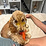 animal, casual, comfort, companion, cozy, cute, decor, dog, furniture, golden_retriever, home, indoor, lap, orange_scarf, person, pet, relaxing, resting, shelf, sunglasses