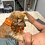 Yuki a rejoint le concours — aidez-le/la à gagner de superbes lots ! brown_fur, casual, decor, dog, furniture, glasses, golden_retriever, hand, home, indoor, light, orange_bandana, paw, person, pet, playful, relaxed, shelf, shirtless, sitting
