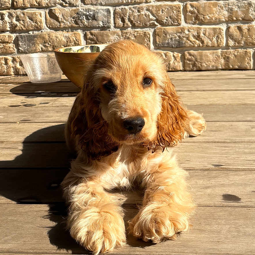 Yuki a rejoint le concours — aidez-le/la à gagner de superbes lots ! animal, brick_wall, cute, dog, ears, fluffy, fur, golden, laying_down, nose, outdoor, paw, pet, portrait, puppy, relaxing, shadow, sunlight, wooden_floor, young