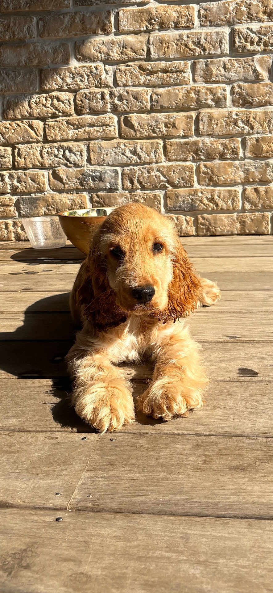 Yuki a rejoint le concours — aidez-le/la à gagner de superbes lots ! animal, brick_wall, cute, dog, ears, fluffy, fur, golden, laying_down, nose, outdoor, paw, pet, portrait, puppy, relaxing, shadow, sunlight, wooden_floor, young