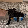 puppy, dog, black_dog, couch, basin, indoor, pet, cozy, curious, paw, cushion, patterned_fabric, resting, animal, home, furniture, blanket, relaxed, domestic, young_dog