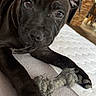 puppy, dog, black_dog, pet, toy, rope_toy, indoor, bed, close_up, laying_down, looking_at_camera, curious, young_dog, ears_up, paws, home, furniture, floor, blanket, cozy