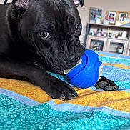 Volt a rejoint le concours — aidez-le/la à gagner de superbes lots ! dog, black_dog, pet, toy, chewing, bedspread, colorful, indoor, close_up, animal, paw, ears, eyes, snout, furniture, shelf, photographs, home, cozy, resting