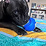 dog, black_dog, pet, toy, chewing, bedspread, colorful, indoor, close_up, animal, paw, ears, eyes, snout, furniture, shelf, photographs, home, cozy, resting