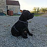 puppy, dog, black_dog, sitting, outdoor, gravel, stone_building, sunset, collar, leash, pet, animal, quiet, calm, rural, nature, young_dog, side_view, daylight, peaceful