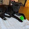 puppy, dog, black_dog, indoor, towel, toy, green_toy, wooden_floor, cabinet, door, pet, animal, relaxed, laying_down, ears_up, looking_at_camera, cozy, home, domestic, cute