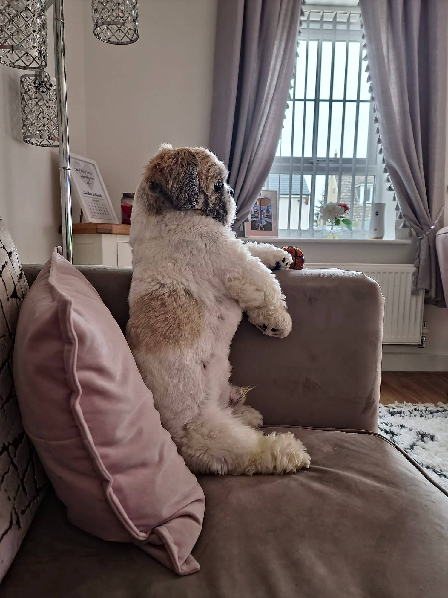 Coco is registered to the contest to win money with this photo: carnivore, chair, comfort, companion_dog, couch, curtain, dog, dog_breed, fawn, floor, flooring, grey, house, linens, living_room, teddy_bear, toy, window, window_treatment, wood