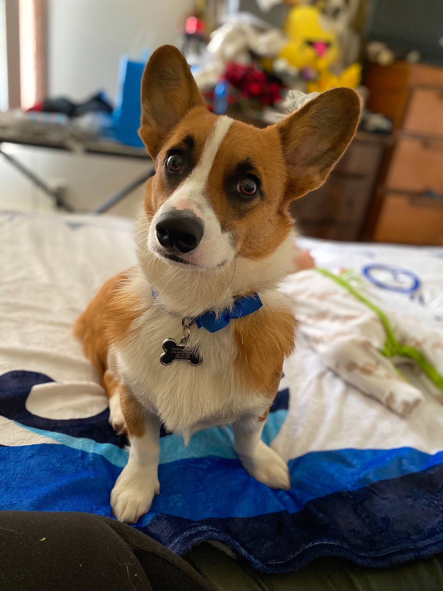 Pickle joined the competition — help win amazing prizes! cabinetry, canidae, cardigan_welsh_corgi, carnivore, chest_of_drawers, collar, companion_dog, dog, dog_breed, dog_supply, drawer, fawn, home_accessories, linens, pembroke_welsh_corgi, snout, sporting_group, vertebrate, welsh_corgi, working_animal