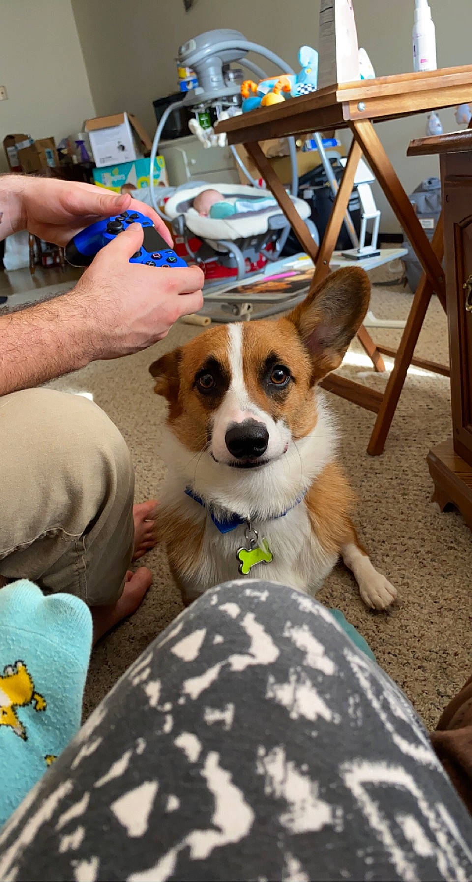 Pickle joined the competition — help win amazing prizes! canidae, carnivore, collar, companion_dog, dog, dog_breed, end_table, fawn, fur, insect, nail, snout, sporting_group, varnish, vertebrate, welsh_corgi, whiskers, wood_stain, working_animal, wrist