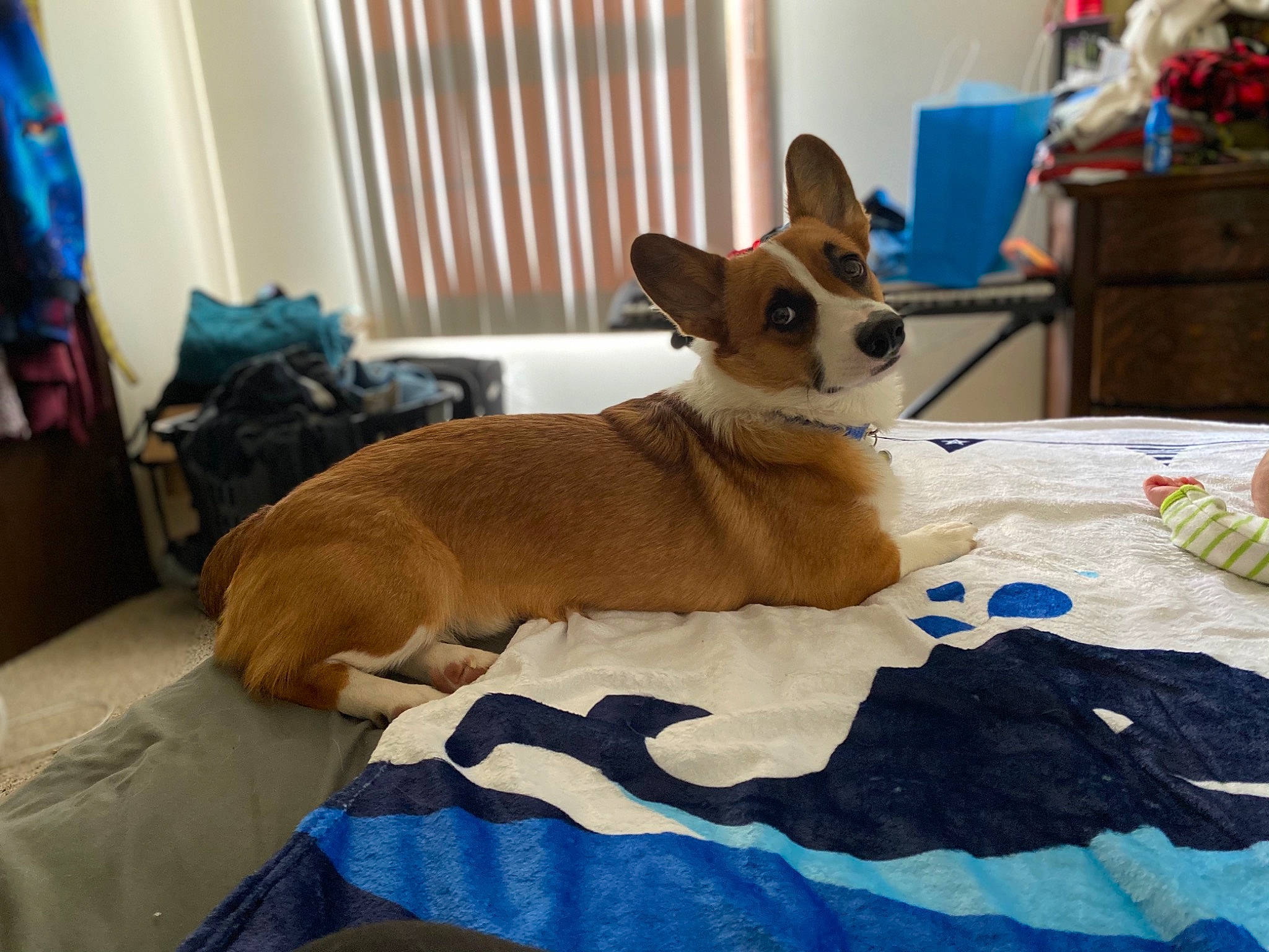 Pickle joined the competition — help win amazing prizes! bed_sheet, bedding, cabinetry, canidae, carnivore, chihuahua, companion_dog, dog, dog_breed, dog_supply, drawer, fawn, home, houseplant, linens, pet_supply, room, snout, sporting_group, working_animal