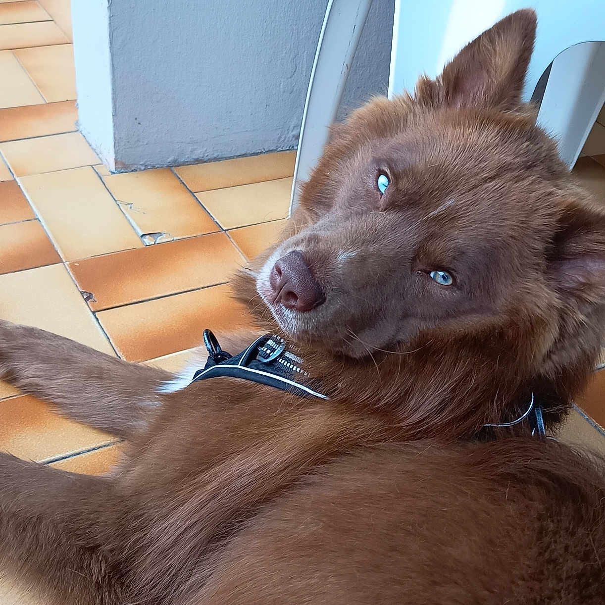 Xappy participe au concours pour gagner de l'argent avec cette photo : dog, brown_dog, fluffy, long_hair, blue_eyes, pointy_ears, harness, lying_down, lounging, side_eye, portrait, close_up, indoors, tiled_floor, patio, chair, playful, relaxed, pet, animal
