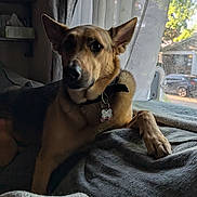 Chloe joined the competition — help win amazing prizes! dog, pet, indoor, bed, blanket, window, curtain, natural_light, relaxing, canine, collar, tag, fur, paw, home, cozy, resting, daylight, quiet, animal