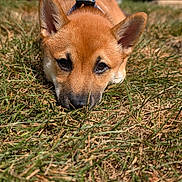 Mochi joined the competition — help win amazing prizes! dog, puppy, grass, outdoor, animal, pet, ears, brown_fur, leash, collar, sunlight, house, daytime, nature, closeup, cute, lying_down, expression, background, sky