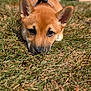 dog, puppy, grass, outdoor, animal, pet, ears, brown_fur, leash, collar, sunlight, house, daytime, nature, closeup, cute, lying_down, expression, background, sky