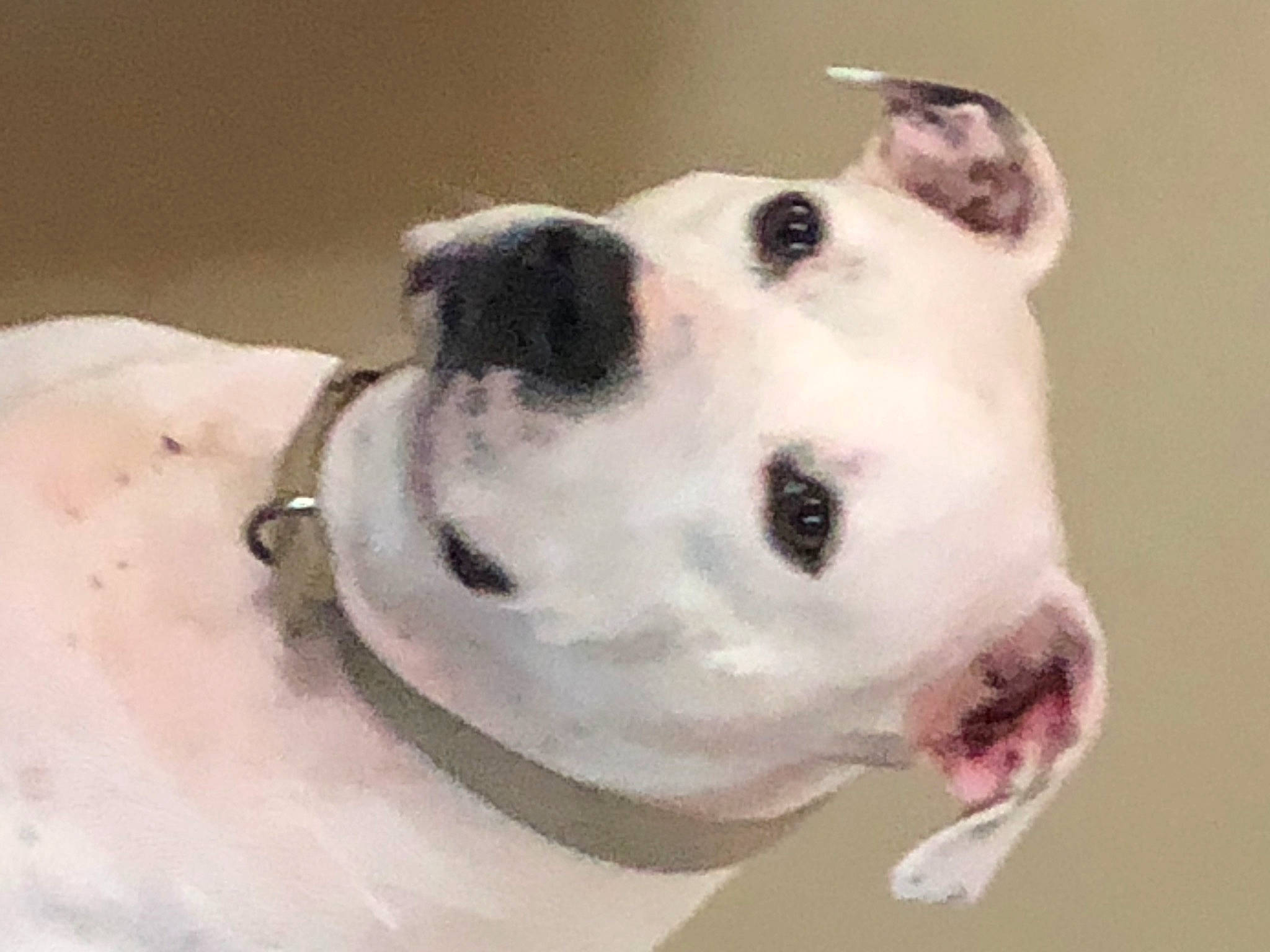 Blue joined the competition — help win amazing prizes! american_bulldog, australian_bulldog, bulldog, canidae, carnivore, dog, dog_breed, dogo_guatemalteco, mammal, non_sporting_group, nose, old_english_bulldog, olde_english_bulldogge, pit_bull, puppy_love, rare_breed_dog, snout, toy_bulldog, valley_bulldog, white_english_bulldog