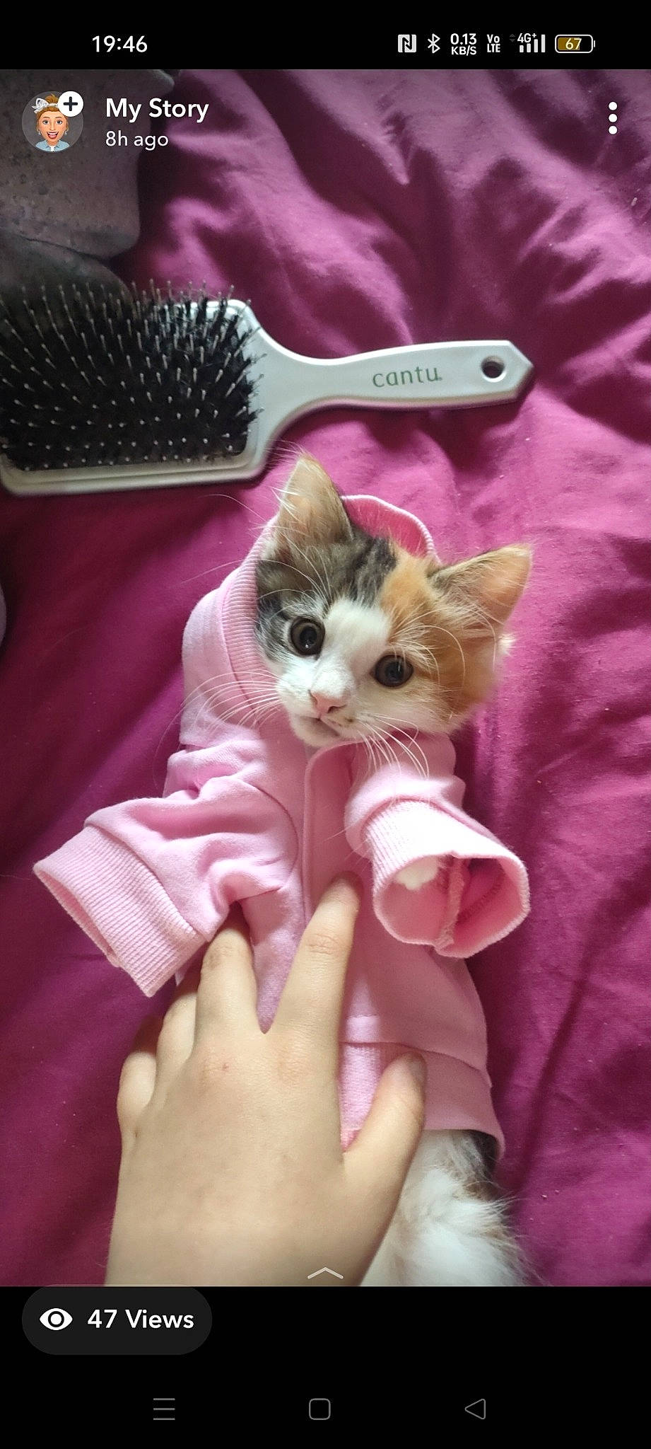 Pebbles is registered to the contest to win money with this photo: carnivore, cat, cutlery, domestic_short_haired_cat, fashion_accessory, fawn, felidae, finger, fur, gesture, guitar, kitchen_utensil, magenta, musical_instrument, nail, paw, pink, small_to_medium_sized_cats, thumb, whiskers