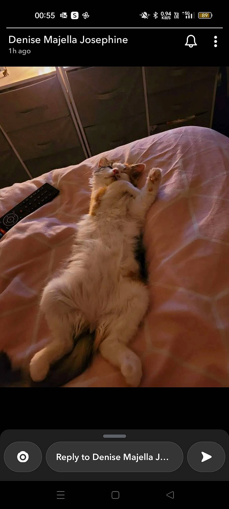 Pebbles joined the competition — help win amazing prizes! brown, canidae, carnivore, cat, claw, comfort, companion_dog, dog_breed, duvet, fawn, felidae, fur, hardwood, nap, paw, small_to_medium_sized_cats, sporting_group, tail, terrestrial_animal, whiskers