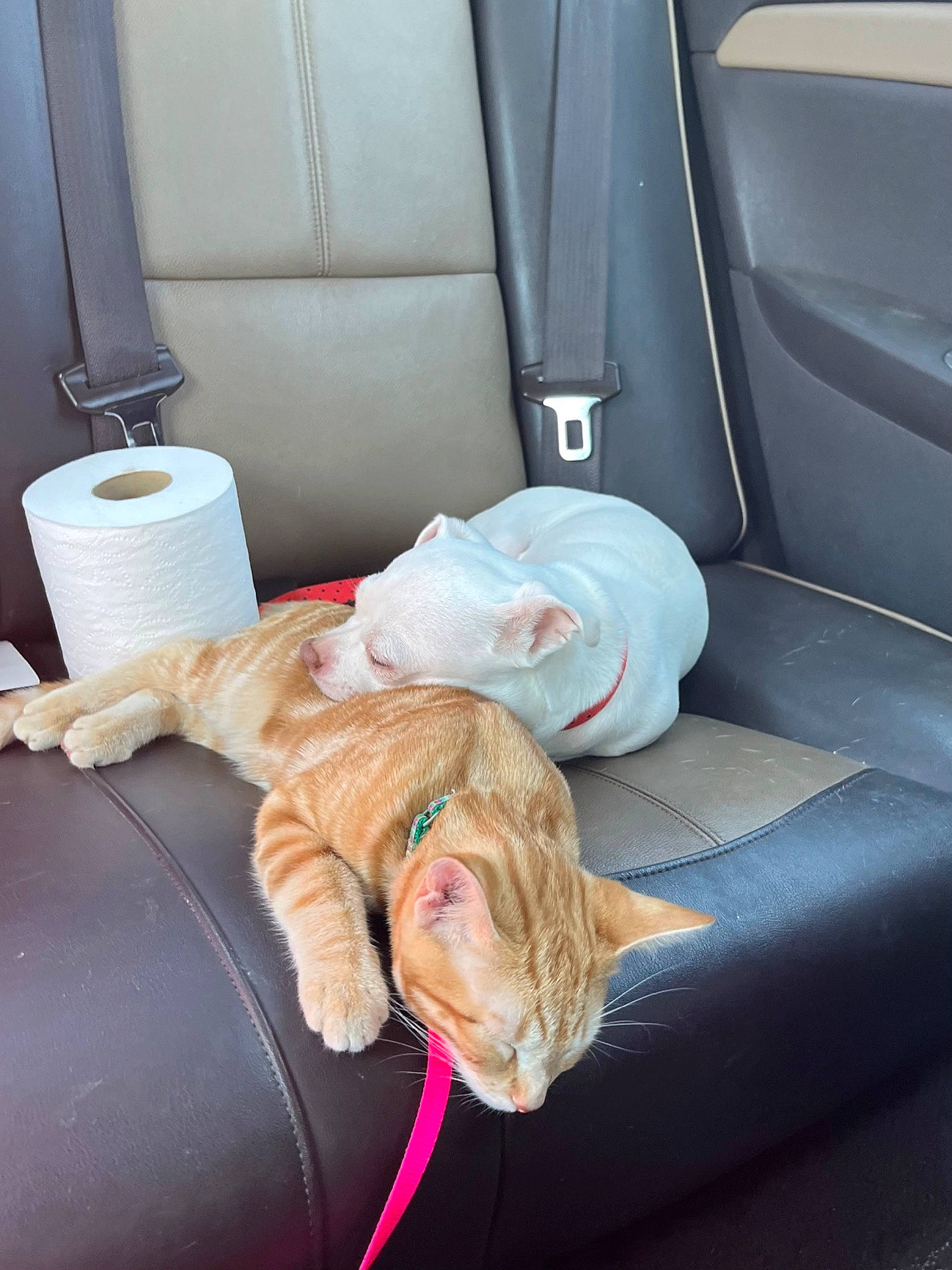 Nala joined the competition — help win amazing prizes! auto_part, automotive_design, bag, car_seat, car_seat_cover, carnivore, cat, comfort, couch, family_car, felidae, fur, head_restraint, linens, motor_vehicle, personal_luxury_car, small_to_medium_sized_cats, vehicle, vehicle_door, whiskers