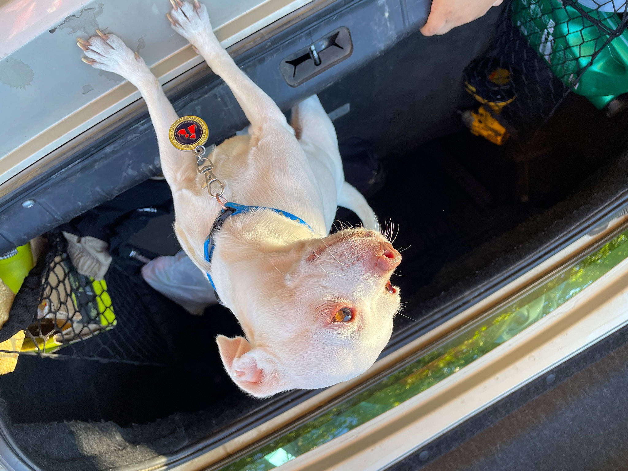 Toby joined the competition — help win amazing prizes! auto_part, automotive_design, automotive_exterior, automotive_lighting, automotive_window_part, bumper, car, comfort_food, family_car, fish, gas, glass, hood, luxury_vehicle, motor_vehicle, trunk, vehicle, vehicle_door, window, windshield