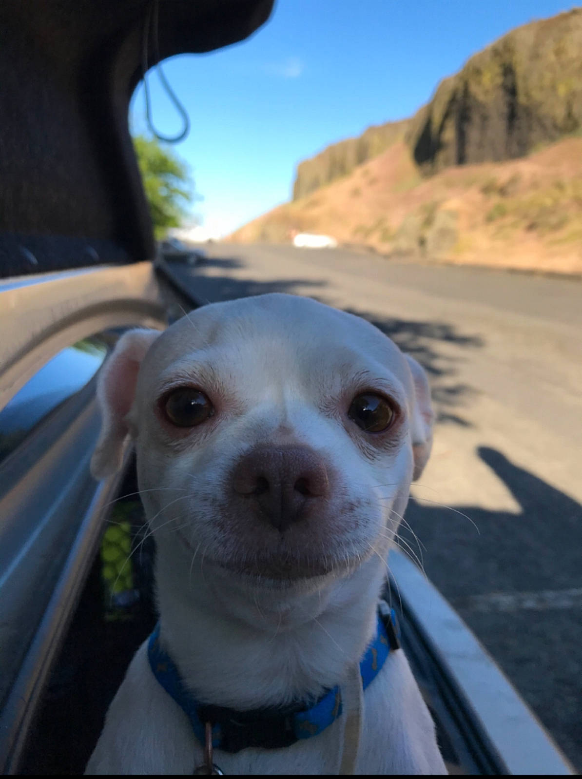 Toby joined the competition — help win amazing prizes! adventure, canidae, carnivore, cloud, collar, companion_dog, corgi_chihuahua, dog, dog_breed, dog_collar, fawn, landscape, non_sporting_group, sky, snout, sporting_group, vacation, whiskers, working_animal