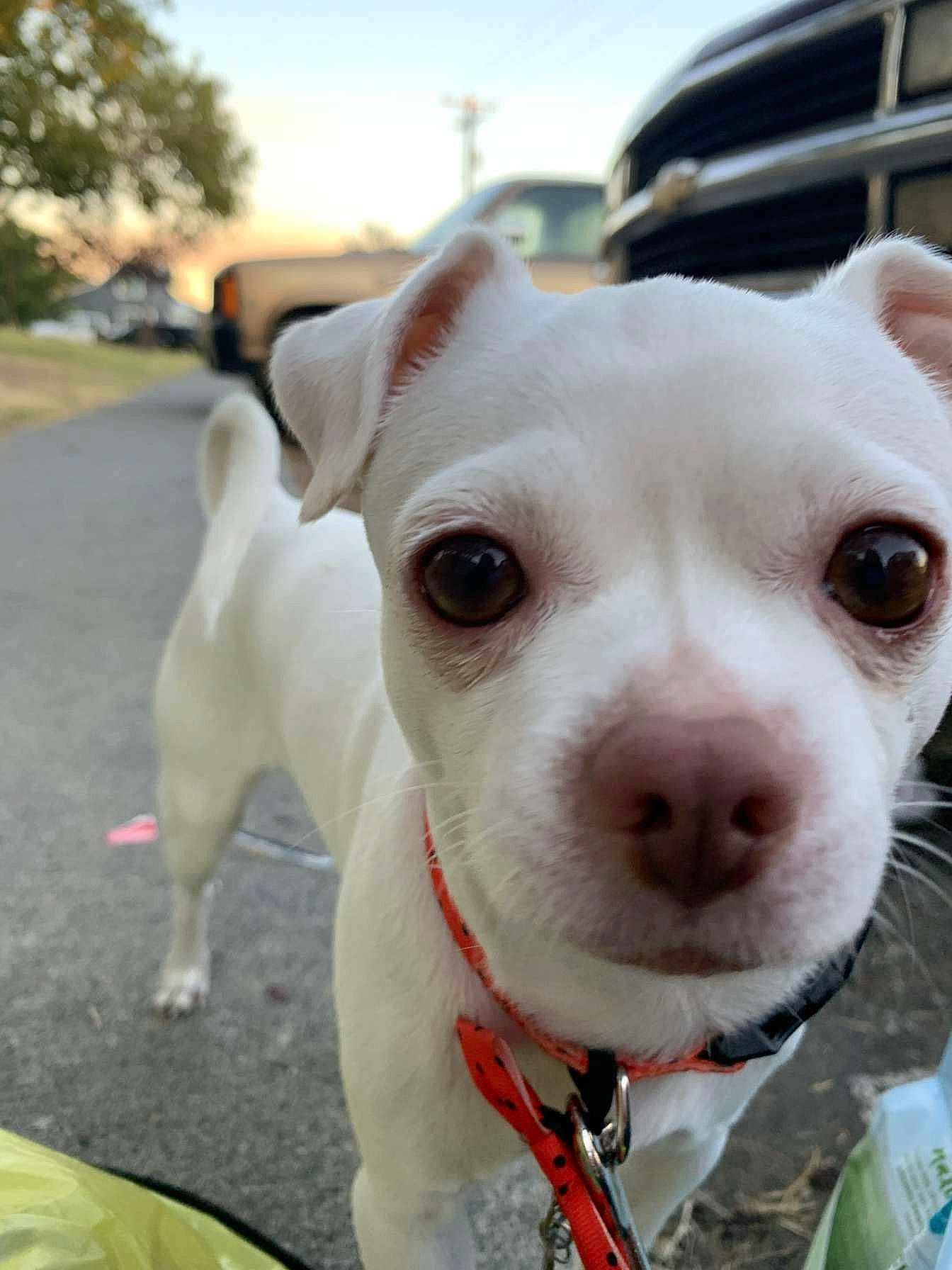 Toby joined the competition — help win amazing prizes! canidae, carnivore, collar, companion_dog, dog, dog_breed, dog_collar, dogo_argentino, fawn, fur, leash, non_sporting_group, sky, snout, sporting_group, tree, whiskers, working_animal