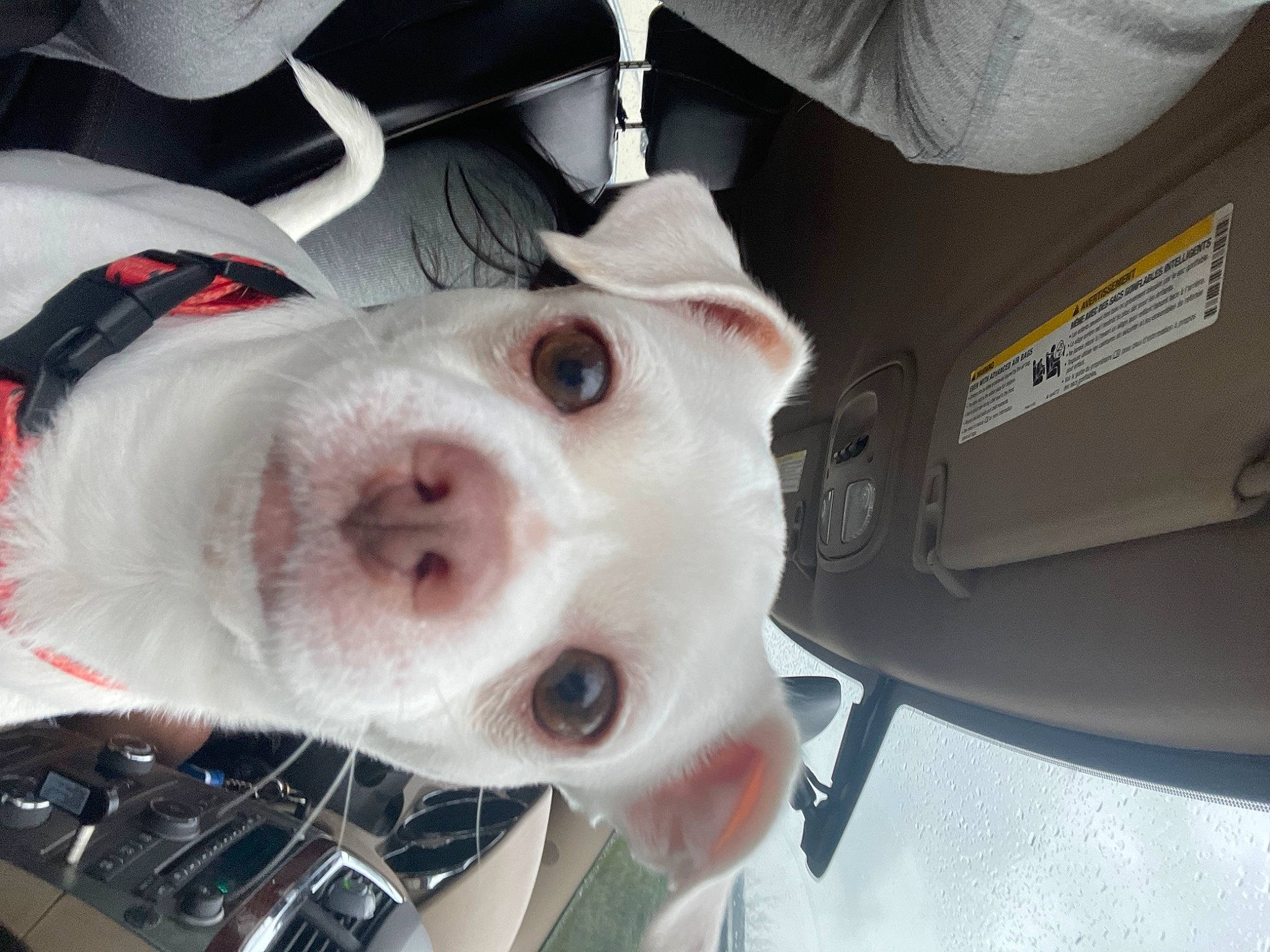 Toby joined the competition — help win amazing prizes! automotive_exterior, automotive_lighting, canidae, car, carnivore, collar, companion_dog, dog, dog_breed, dog_collar, fawn, fur, jaw, snout, sporting_group, vehicle, vehicle_door, whiskers, white, working_animal