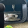 Tilli is registered to the contest to win money with this photo: animal, carpet, cat, colorful_toy, comfort, cozy, feline, gray_tent, household, indoor, kitten, pet_bed, pet_tent, quiet, relaxation, resting, sleeping, small_pet, soft_bed, toy_ball