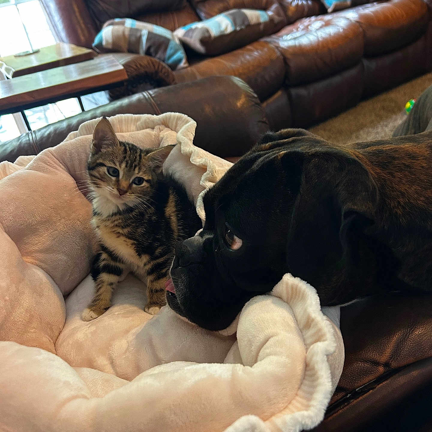 Tilli is registered to the contest to win money with this photo: animal_interaction, brown, comfort, companionship, cozy, curious, cute, dog, furniture, home, indoor, kitten, large_dog, leather_couch, living_room, pet_bed, plush, relaxed, soft_lighting, tabby_cat