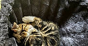 Tilli joined the competition — help win amazing prizes! animal, basket, cat, cozy, curled_up, cute, fur, furry, indoor, kitten, pet, plush, relaxing, resting, sleeping, small, soft, sunlight, tabby, window