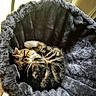 animal, basket, cat, cozy, curled_up, cute, fur, furry, indoor, kitten, pet, plush, relaxing, resting, sleeping, small, soft, sunlight, tabby, window
