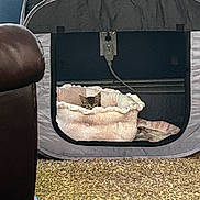 Tilli joined the competition — help win amazing prizes! animal, blanket, carpet, cat, comfort, cozy, curious, cute, furniture, hidden, home, indoor, leather_chair, pet, relaxed, resting, shelter, small_space, soft, tent