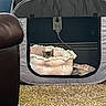 animal, blanket, carpet, cat, comfort, cozy, curious, cute, furniture, hidden, home, indoor, leather_chair, pet, relaxed, resting, shelter, small_space, soft, tent