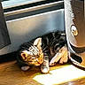 Tilli joined the competition — help win amazing prizes! animal, appliance, cat, curious, cute, domestic, feline, flooring, home, indoor, kitten, pet, relaxed, resting, shadow, small, sunlight, tabby, warm_light, wooden_floor