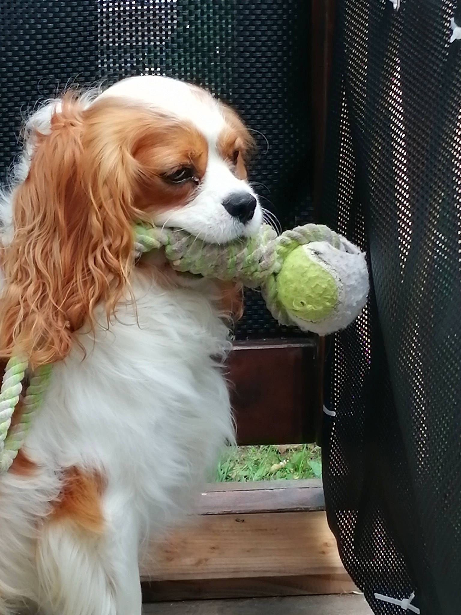 Nouky a rejoint le concours — aidez-le/la à gagner de superbes lots ! ball, canidae, carnivore, cavalier_king_charles_spaniel, companion_dog, dog, dog_breed, dog_toy, king_charles_spaniel, kooikerhondje, mammal, phalene, puppy, rare_breed_dog, spaniel, sporting_group, tennis_ball, toy_dog, vertebrate, welsh_springer_spaniel