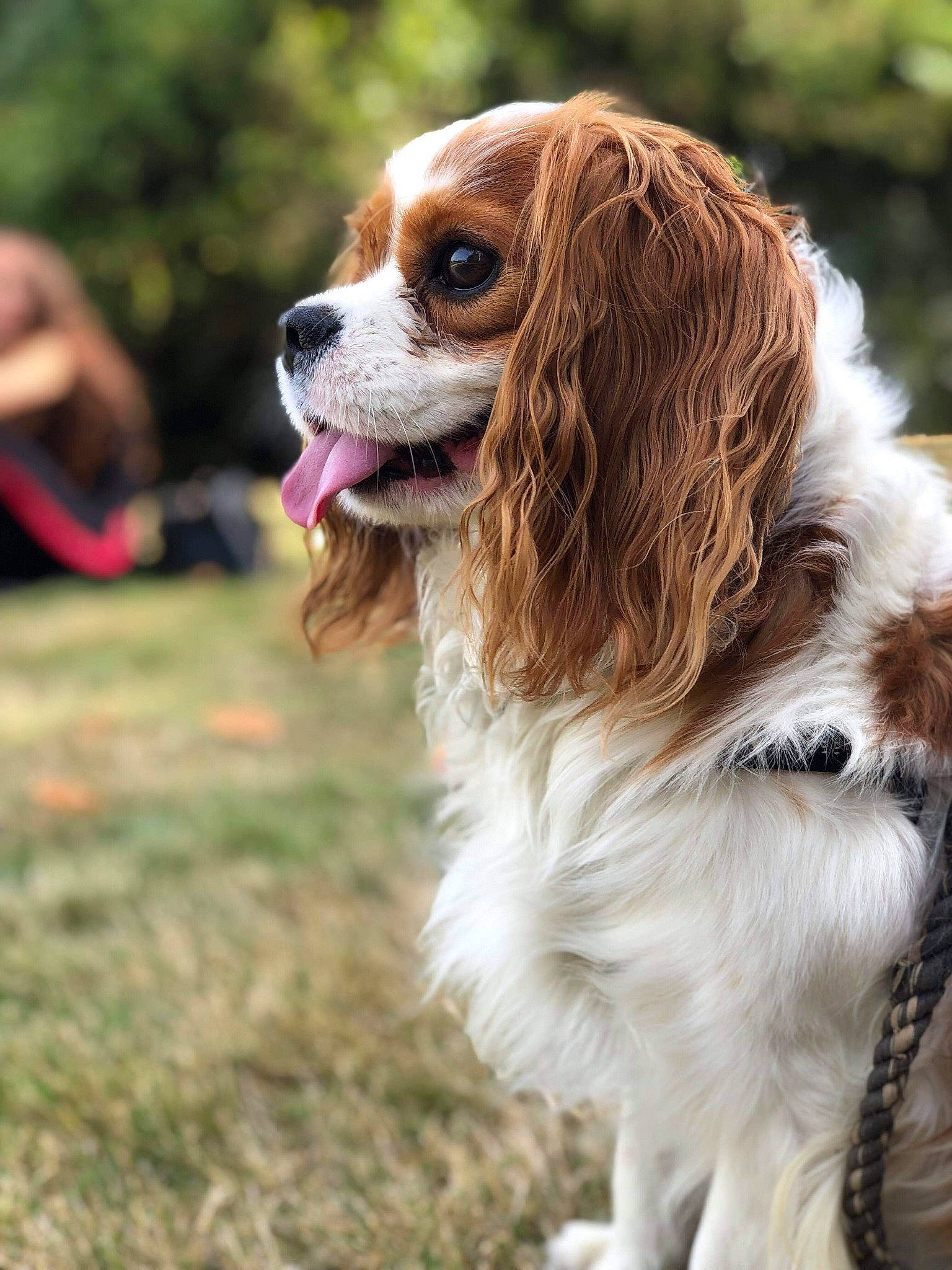 Nouky a rejoint le concours — aidez-le/la à gagner de superbes lots ! canidae, carnivore, cavalier, cavalier_king_charles_spaniel, cocker_spaniel, companion_dog, dog, dog_breed, fawn, french_spaniel, king_charles_spaniel, mammal, phalene, rare_breed_dog, snout, spaniel, sporting_group, toy_dog, vertebrate