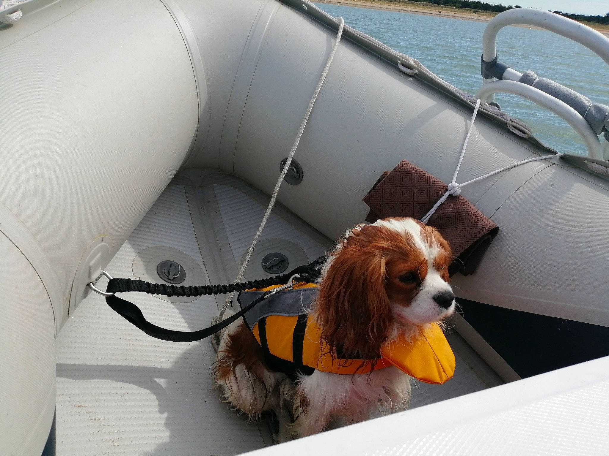 Nouky a rejoint le concours — aidez-le/la à gagner de superbes lots ! canidae, carnivore, cavalier_king_charles_spaniel, companion_dog, dog, dog_breed, king_charles_spaniel, phalene, snout, spaniel, sporting_group, toy_dog, vehicle