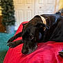animal, bed, black_dog, canine, carpet, closeup, collar, dog, domestic, fur, furniture, household, indoor, pet, plant, portrait, red_bedspread, relaxed, resting, whiskers