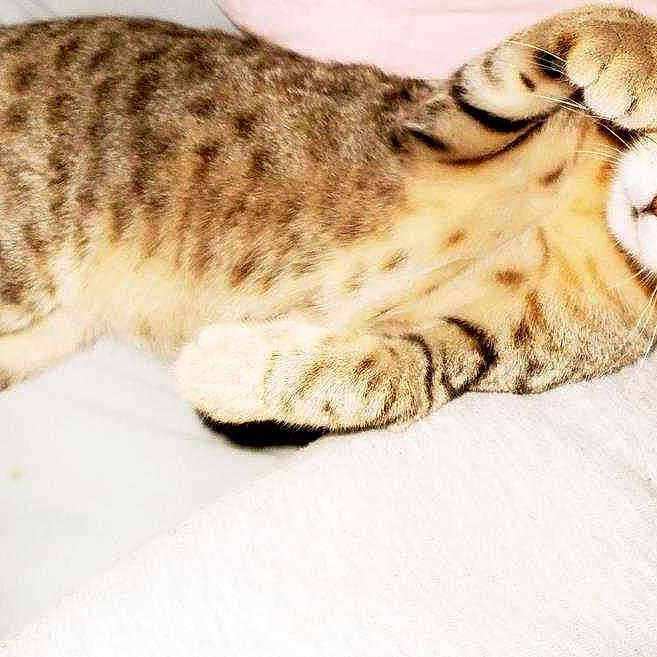 Nala