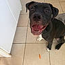 Baracus participe au concours pour gagner de l'argent avec cette photo : animal, black_dog, canine, carrot_piece, companion, cute, dog, domestic, friendly, happy, indoor, kitchen, looking_up, pet, playful, sitting, smiling, tile_floor, white_paws, young_dog
