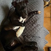 Baracus participe au concours pour gagner de l'argent avec cette photo : animal, black_dog, blurred_face, companion, couch, cozy, cute, dog, ears, floor_tiles, fur, home, indoor, laying_down, paw, pet, quilted_cushion, relaxed, resting, white_paw