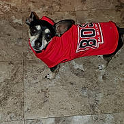 Chase is registered to the contest to win money with this photo: animal, black_and_white, canine, casual, clothing, companion, curious, cute, dog, domestic_animal, ears, floor, indoors, looking_up, pet, red_hoodie, small_dog, standing, tile, wearing_clothes