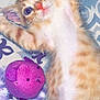 kitten, cat, orange_tabby, toy, purple_toy, bedspread, patterned_bedspread, pet, cute, playful, lying_down, stretching, indoor, feline, animal, closeup, young_cat, fluffy, whiskers, ears