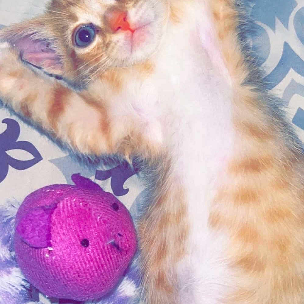 Ezzy joined the competition — help win amazing prizes! animal, bedspread, cat, closeup, cute, ears, feline, fluffy, indoor, kitten, lying_down, orange_tabby, patterned_bedspread, pet, playful, purple_toy, stretching, toy, whiskers, young_cat