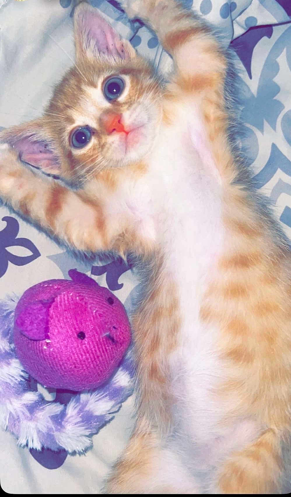 Ezzy joined the competition — help win amazing prizes! kitten, cat, orange_tabby, toy, purple_toy, bedspread, patterned_bedspread, pet, cute, playful, lying_down, stretching, indoor, feline, animal, closeup, young_cat, fluffy, whiskers, ears