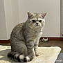 animal, blanket, british_shorthair, cat, cozy, cute, domestic, ears, expression, face, floor, food_bowl, fur, furniture, home, indoor, pet, sitting, striped_tail, whiskers