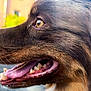 Lemon participe au concours pour gagner de l'argent avec cette photo : dog, animal, close_up, side_profile, tongue_out, open_mouth, happy, pet, fur, outdoor, daylight, brown_fur, black_fur, yellow_eye, snout, canine, teeth, nature, background_blur, reflection